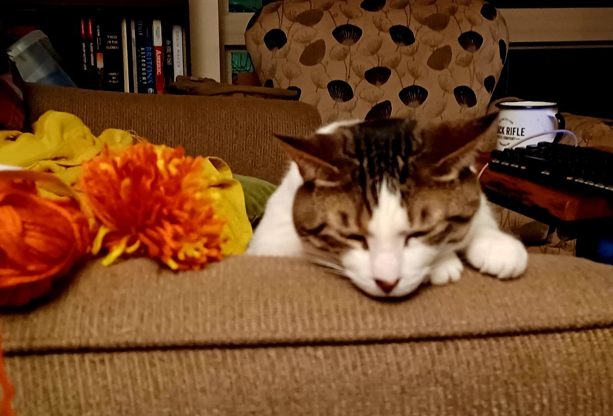 ScriptaPuella's tweet photo. @JonathanHsy Here, use mine. This is Juba the friendly king and his bro Cato the Censor (of whatever is on my lap) https://t.co/GEKcHP8q2a