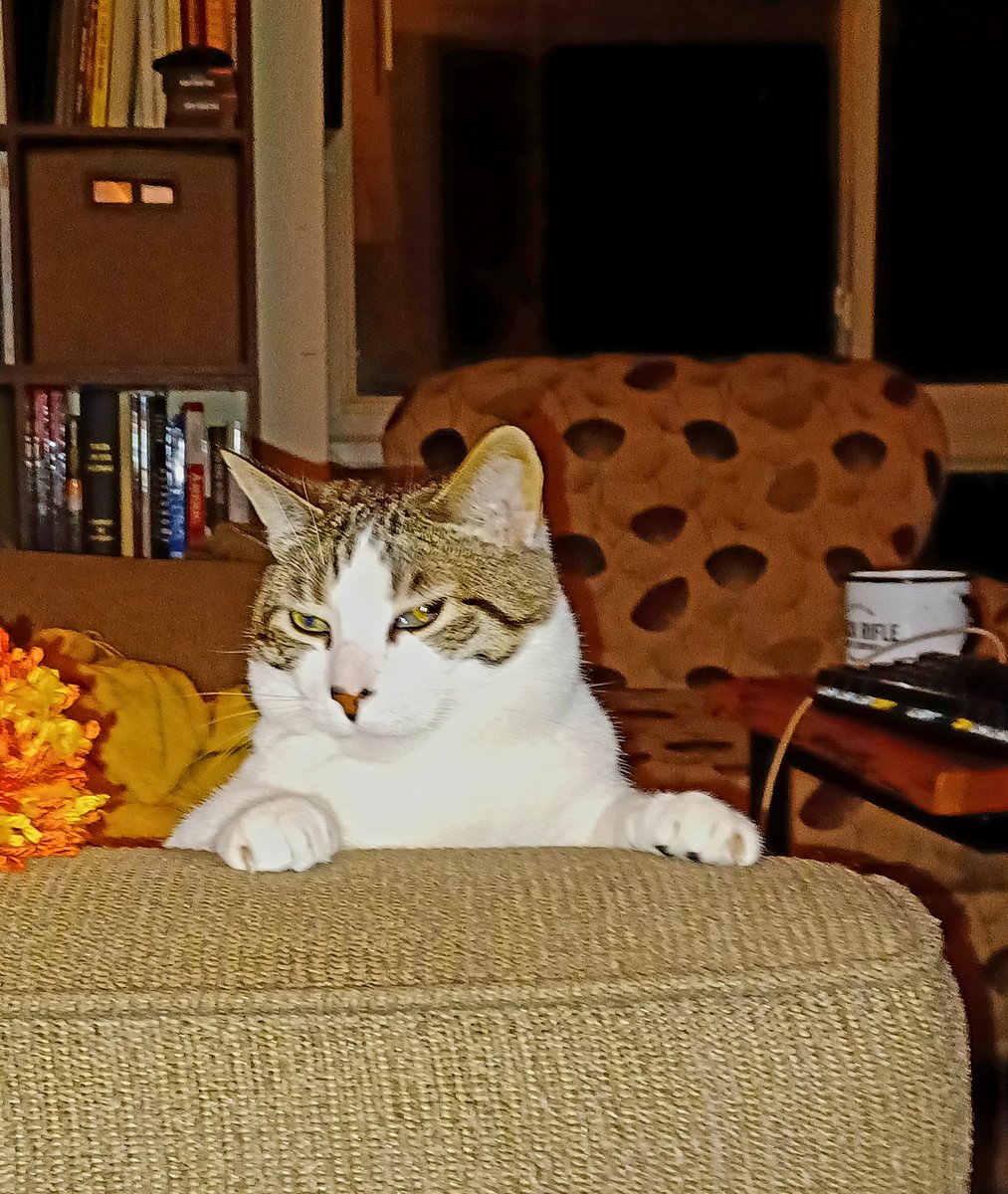 ScriptaPuella's tweet photo. @JonathanHsy Here, use mine. This is Juba the friendly king and his bro Cato the Censor (of whatever is on my lap) https://t.co/GEKcHP8q2a