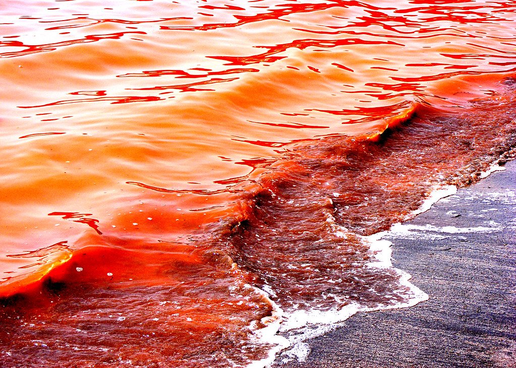 #RedWaveComing 
'The Red Wave' 
Which was a Red Tide that Kills alot of species