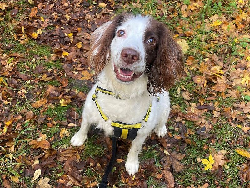 Please retweet to help Penny find a home #BASILDON #ESSEX #UK 

Welsh Springer Spaniel aged 9, looking for an adult home that has experience with dogs that are nervous . She needs to be the only pet 🍀

DETAILS or APPLY👇
dogstrust.org.uk/rehoming/dogs/………
#dogs #Spaniels #England