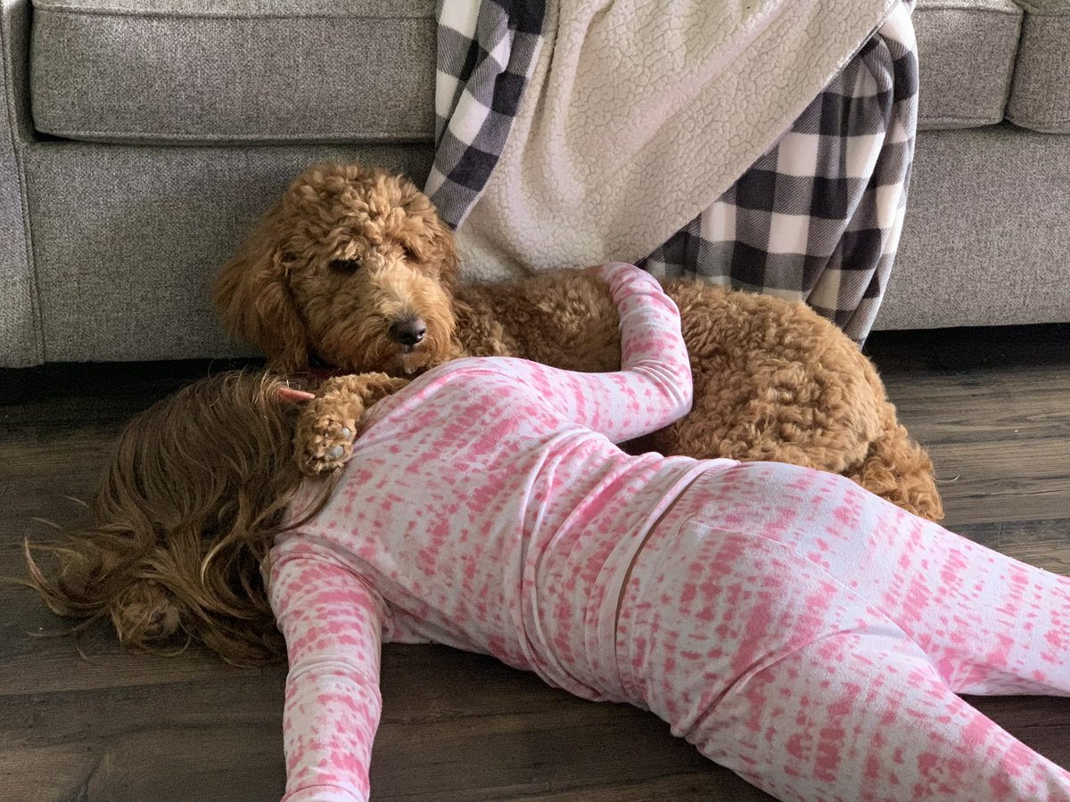 Daisy_Grit's tweet photo. She’s a big teddy bear 🧸 
@goldendoodle @teddybears https://t.co/Tnb8eJvH5K