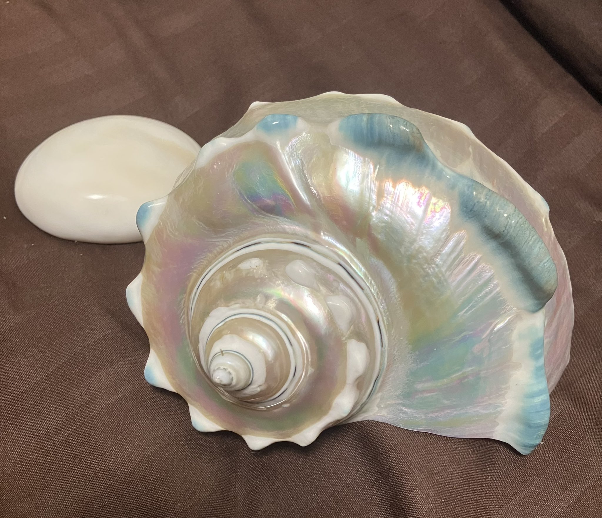 奄美大島　夜光貝スプーン【値下げしました】 奄美大島 夜光貝スプーン【値下げしました】