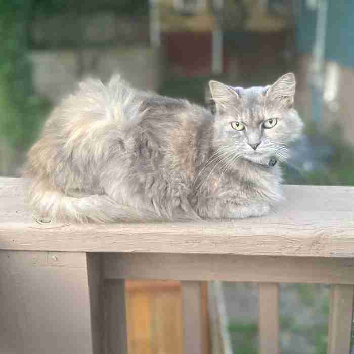 Pet Rehoming Network on Twitter Dilute Tortoiseshell Cat for Adoption in Knoxville TN