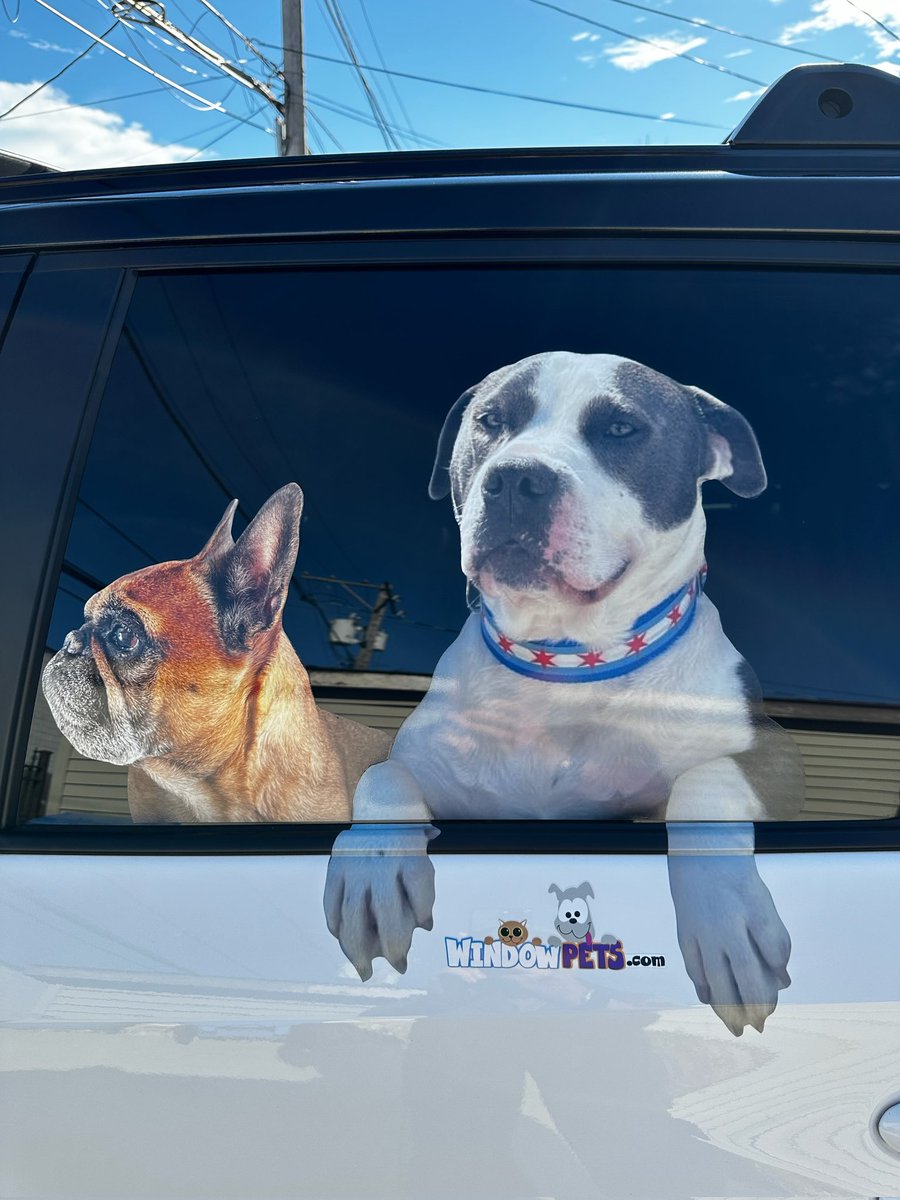 WindowPets's tweet image. windowpets.com is LIVE!!