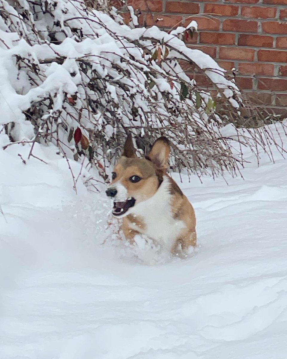 sashasmidget's tweet photo. gizmo’s first snow ⛄️ https://t.co/yNYPkKqlYG