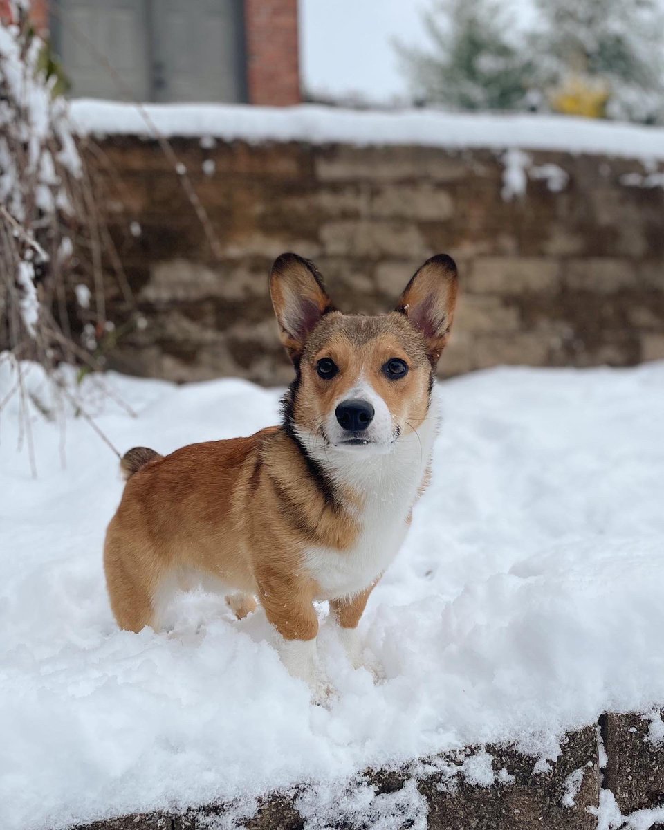 sashasmidget's tweet photo. gizmo’s first snow ⛄️ https://t.co/yNYPkKqlYG