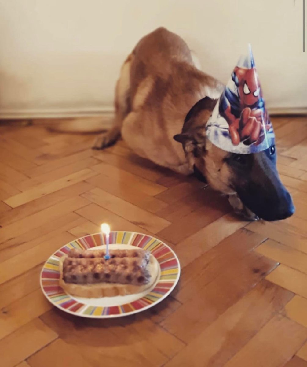 Bau to everyone in Twitter! For my first post here, I would like to share one special tb to my bday party this year. My dad Lucho surprised me with such a nice @Spiderman bday hat and cake with kebapcheta. I ❤️ kebapcheta. Sending paws to everyone, Naix