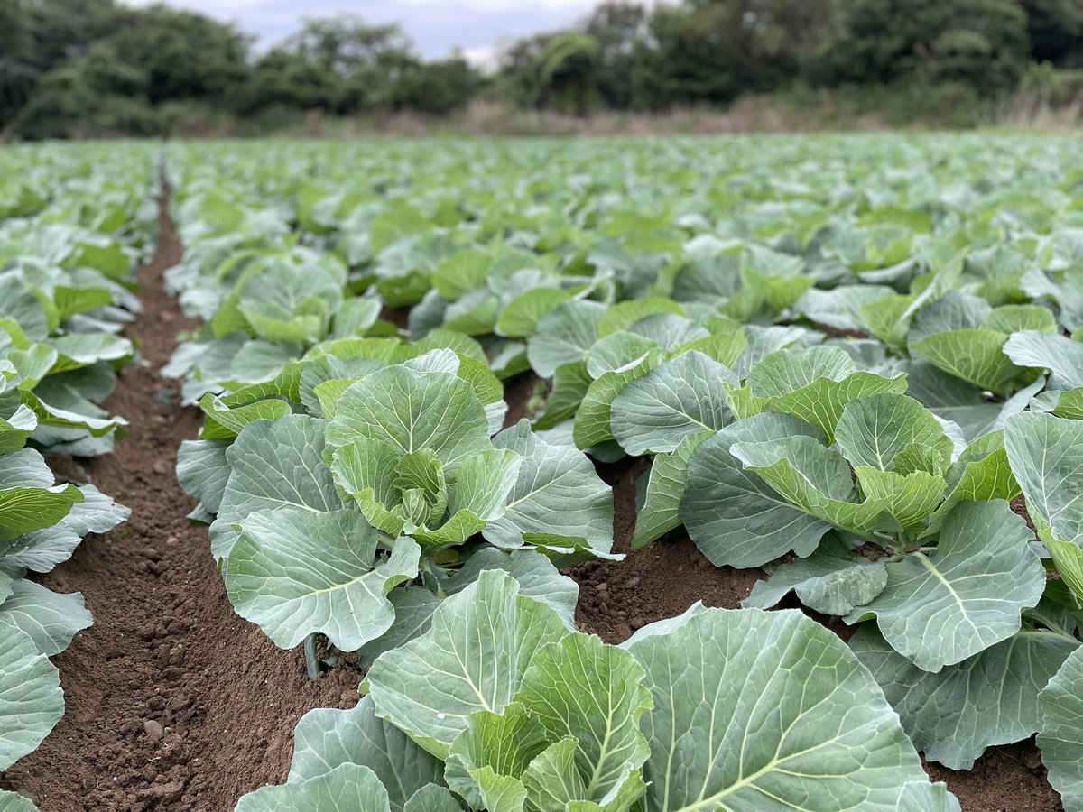 ぎょうざ専門店 【社龍】 tweet media