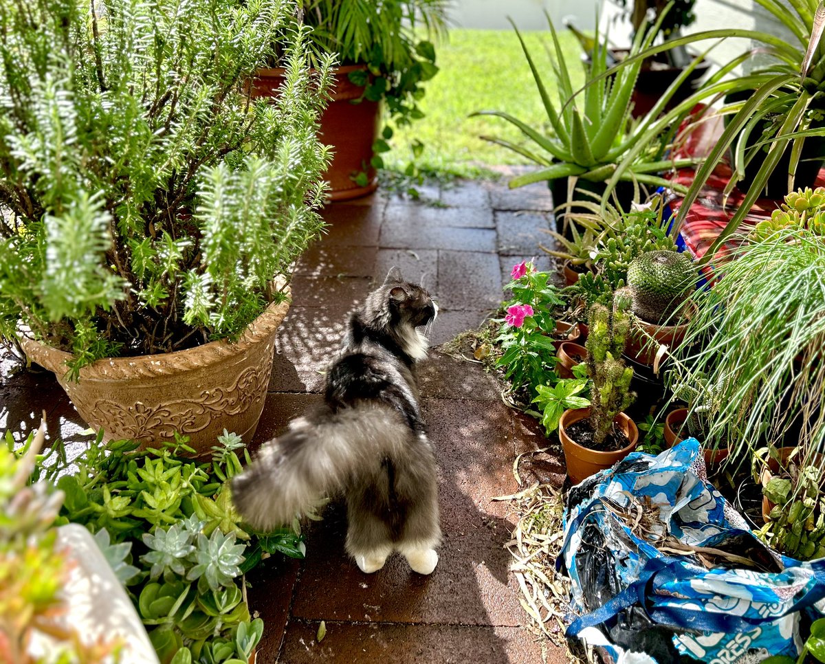 Matt_Ironstone's tweet photo. Mittens sez: “Look at mine pantaloons!” #Caturday #sniffinislivin #CatsOfTwitter #Hedgewatch *(NOT #MuskVerified) #MeowSpace https://t.co/TH5Q89kfYT