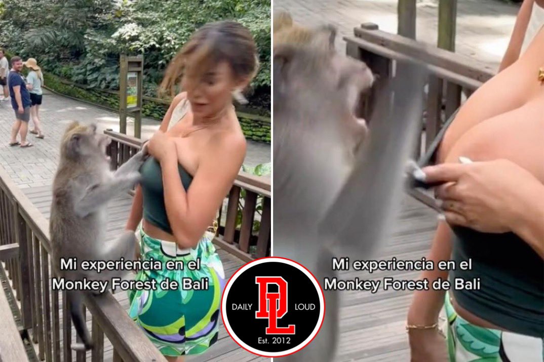 RT @DailyLoud: A very “Handsy” monkey goes wild on former Miss Peru Paula Manzanal in Bali. https://t.co/aaJbncd0Mc