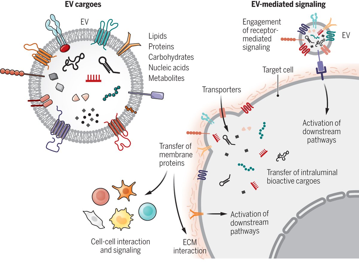 Science Magazine (@sciencemagazine) on Twitter photo Extracellular vesicles are emerging as key players in endothelial cell reprogramming and in the abnormal #angiogenesis that accompanies #cancer and drives tumor growth.
Learn more in <a href="/scisignal/">Science Signaling</a>: scim.ag/wx Extracellular vesicles are emerging as key players in endothelial cell reprogramming and in the abnormal #angiogenesis that accompanies #cancer and drives tumor growth.
Learn more in <a href="/scisignal/">Science Signaling</a>: scim.ag/wx