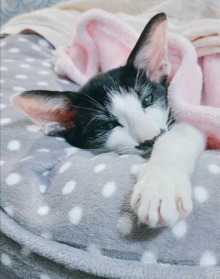 HopeTheCat_UK's tweet photo. Happy Caturday Everyone!🐾

and sorry for the radio silence - been in Vets for health check &amp; vaccinations, not so fun but hey! - was rewarded with some real Salmon afterwards &amp; Dreamies on top, can you believe! Very Lucky Me!😋

Now, me just chillin...👁 https://t.co/ksSrUSbDEO