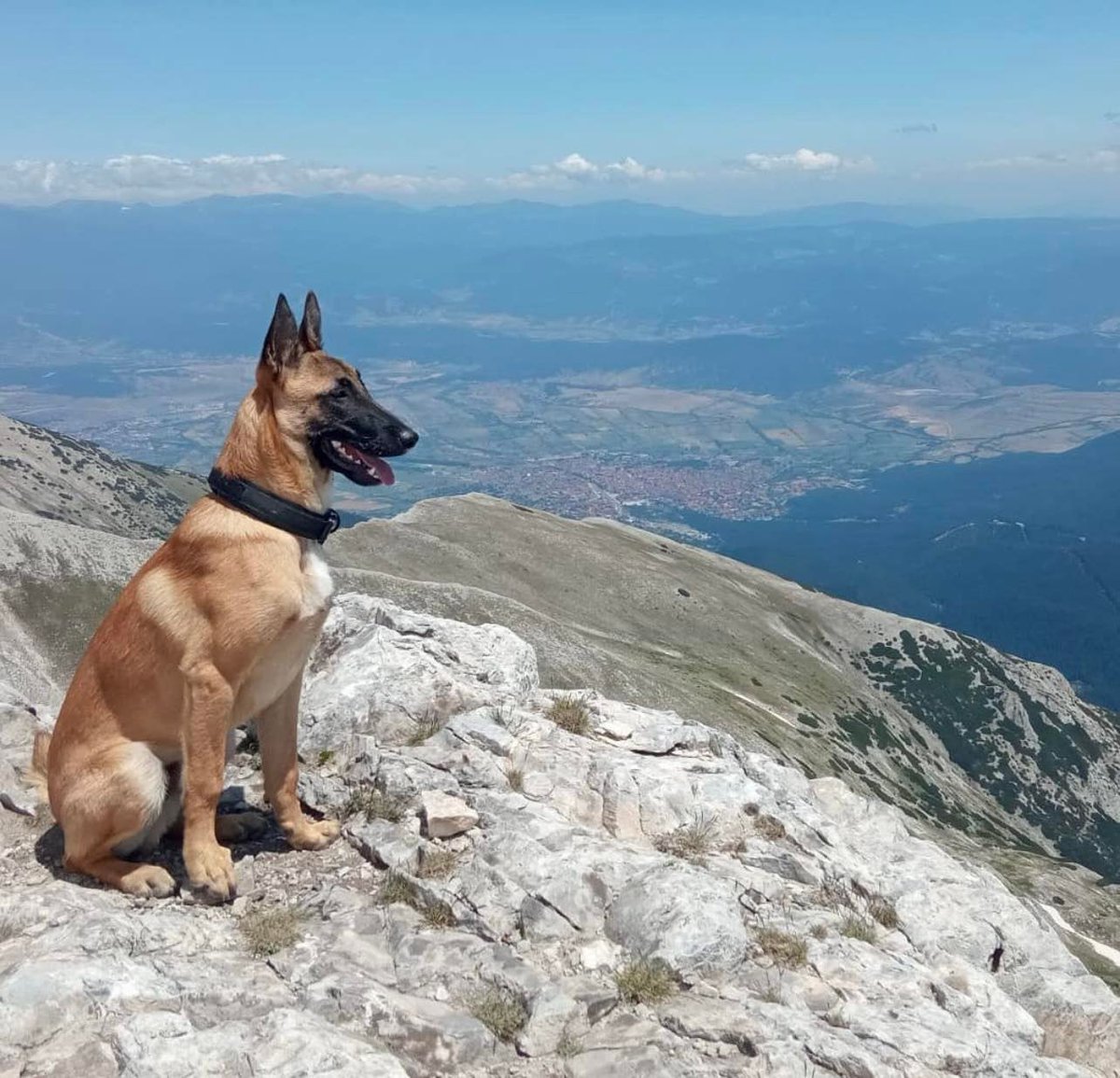 Enjoying a breathtaking view 😍 Which is your favourite mountain peak in your country? 🗺️ #Dog #mountains #talkingdog #malinois #Views #AdventureTime #🏔️