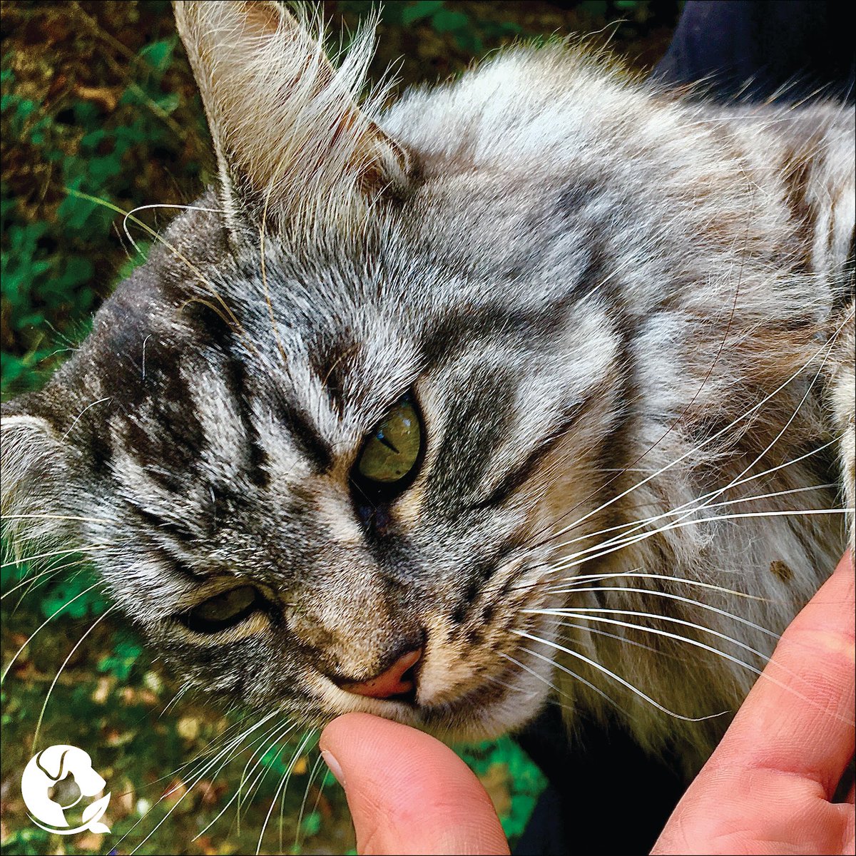 Q: Are There Any Effective Holistic Treatments for Tumors in Cats?
A: Yes. There are a lot of effective holistic approaches to treating tumors in cats. Conventionally, the treatment would be surgery, chemotherapy, and radiation. holisticactions.com/holistic-treat…