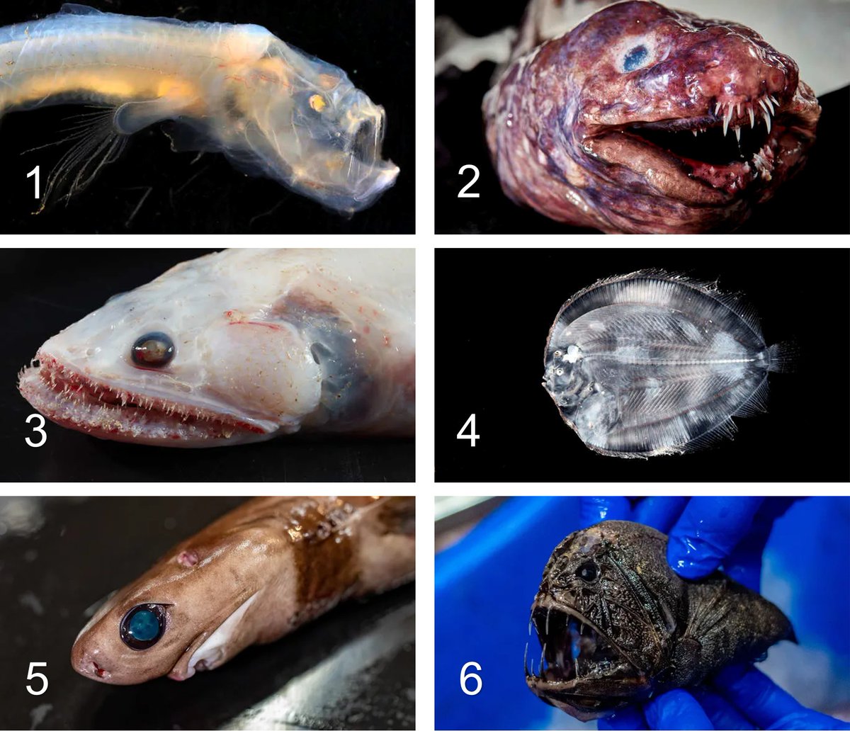 enricmd2000's tweet photo. Quina nova espècie de peix sou avui? 🐟 https://t.co/fr9cY7DiWA