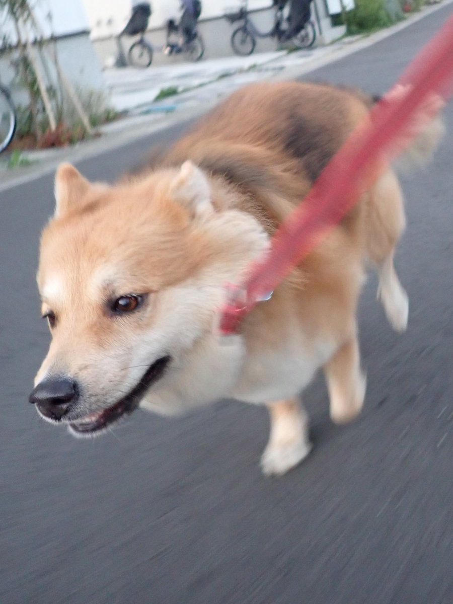 犬のい No Twitter 昔 トリビアの泉 で 飼い主が散歩中に 演技で 倒れたら雑種犬 は助けてくれるか っていう実験があって 結果は散々だったけど それは実は犬には匂いで演技だとすぐに分かっていたからかもしれない Twitter 犬のい No Twitter 昔 トリビアの泉 で 飼い主が散歩中に 演技で 倒れたら雑種犬 は助けてくれるか っていう実験があって 結果は散々だったけど それは実は犬には匂いで演技だとすぐに分かっていたからかもしれない Twitter