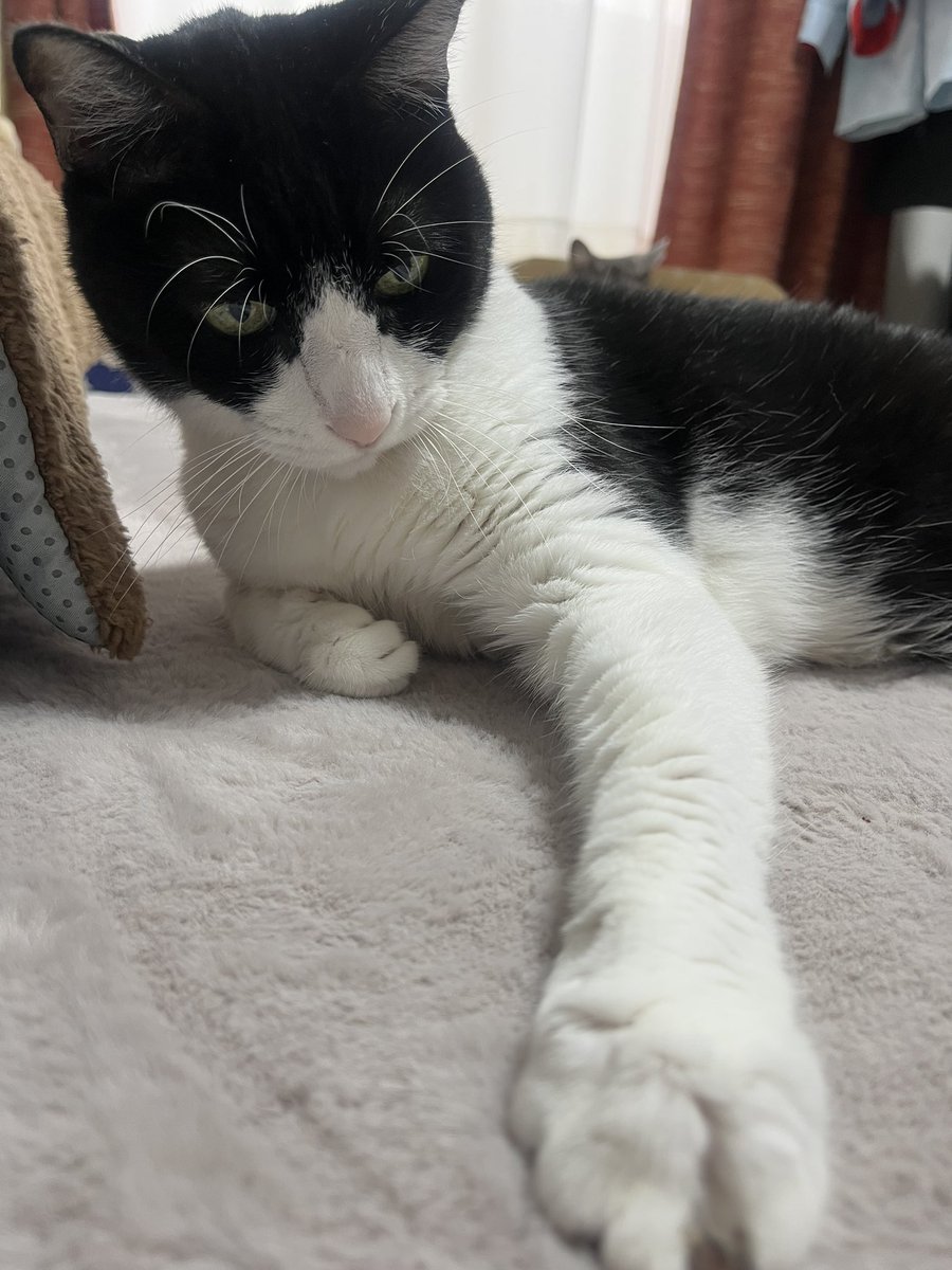 Orange04061154's tweet photo. ジャンケン…チョキ✌️✌️
勝ちだにゃ🤭🫶🏼
#ねこ　#猫　#猫がいる暮らし　#猫好きさんと繋がりたい　#猫のいる幸せ　#ハチワレ　#もふもふ　#cat https://t.co/NQUEX7aMqm