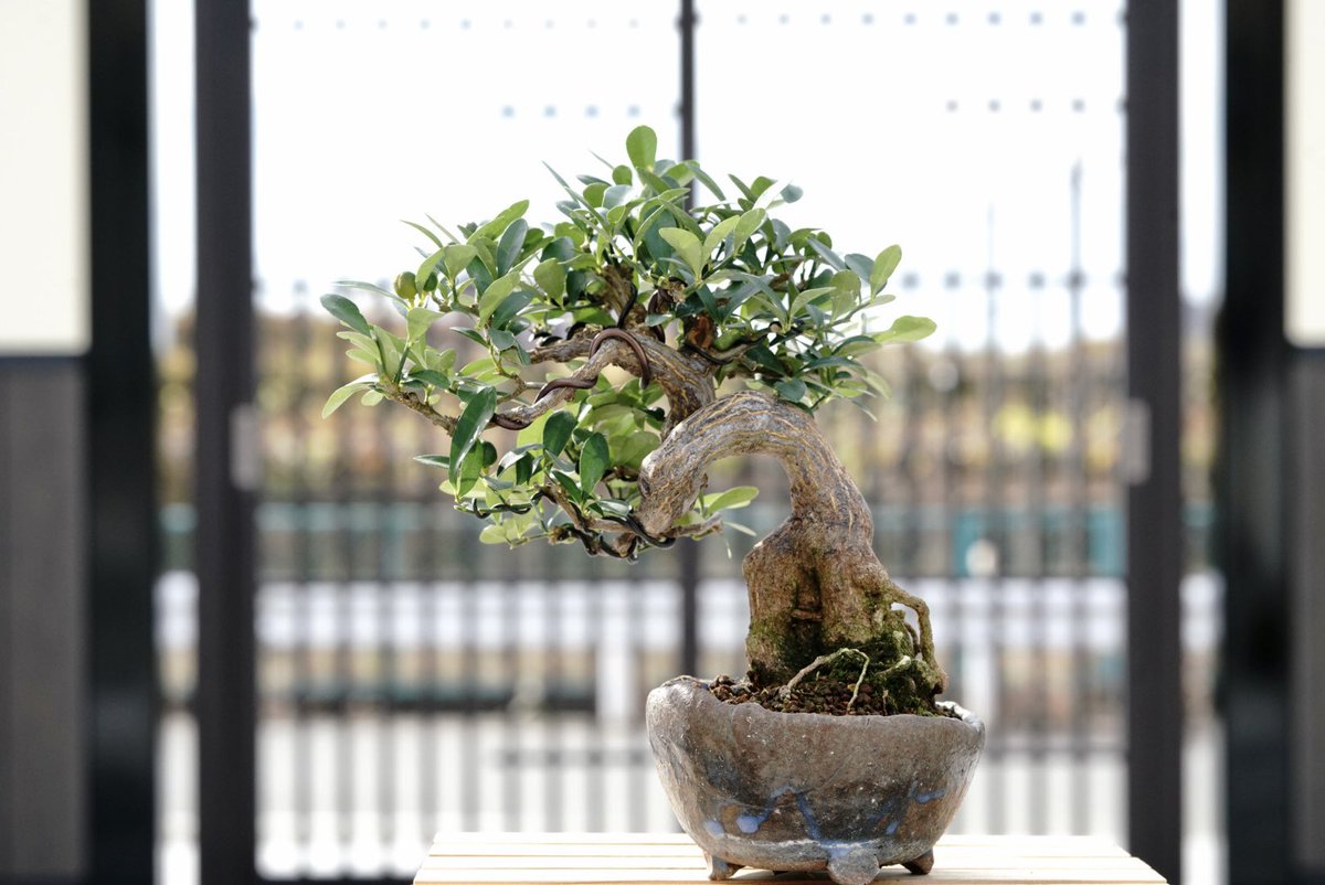 金豆 #キンズ #盆栽