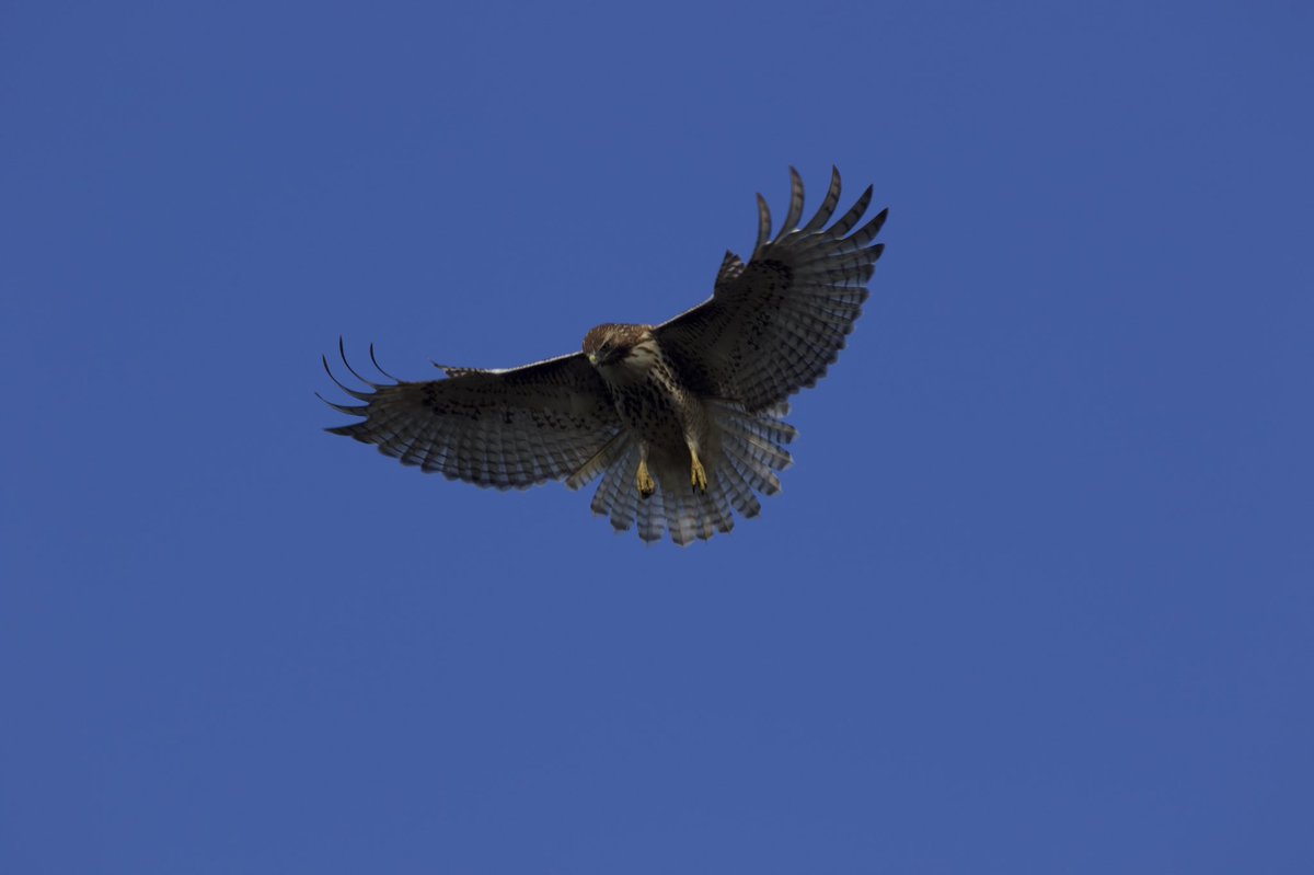 kyle_odonnell_'s tweet photo. A red-tailed hawk at the Daniel Webster Wildlife Sanctuary 

#photography #nature #naturephotography #wildlifephotography 
#birds #birdtwitter #birdsofma https://t.co/HwqUN1dpRc