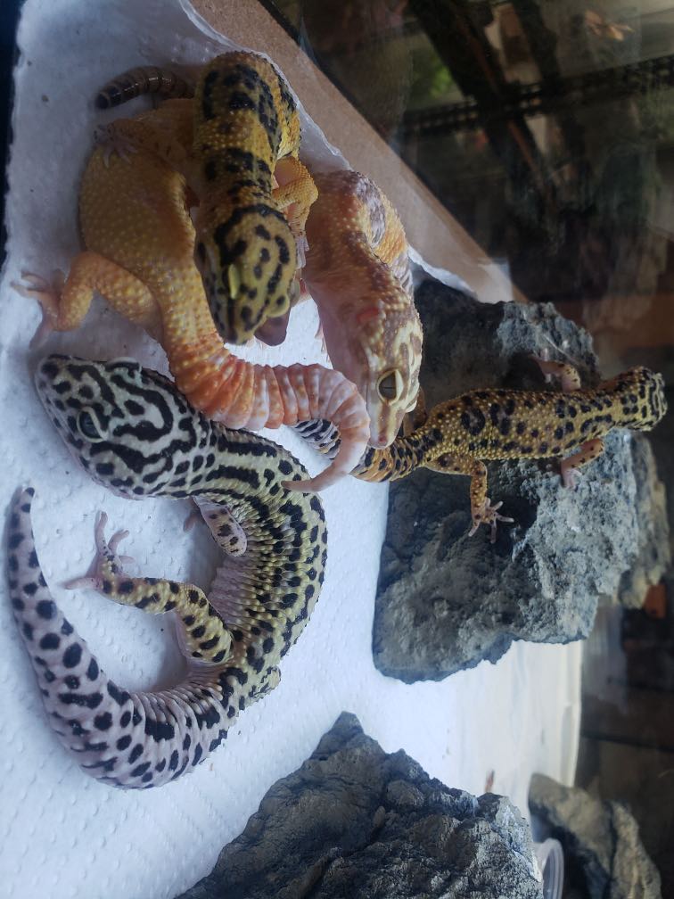 NewMix1007's tweet photo. It's happening at High Desert Geckos!!! 

Their Grand Openings are:
November 12th - 11AM-6P
November 13th - 11AM-6P

Location: 1445 SW 23rd Street, Redmond, OR 
Site:  https://t.co/4rHPim0B5g

Go get a GECKO!!! 

~ @traceetuesday https://t.co/ISB1Z9O2NZ