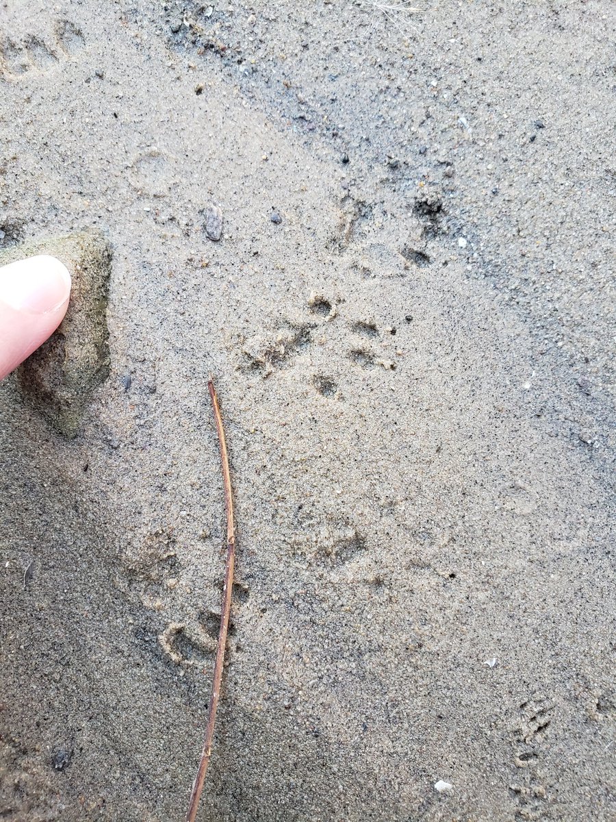 Look at all the #wildlife friends we have visiting our little canal beach for a drink of water. Can anyone identify these #tracks? There's whitetail deer and I'm not sure about the others that are likely bird, weasel, and rodent.