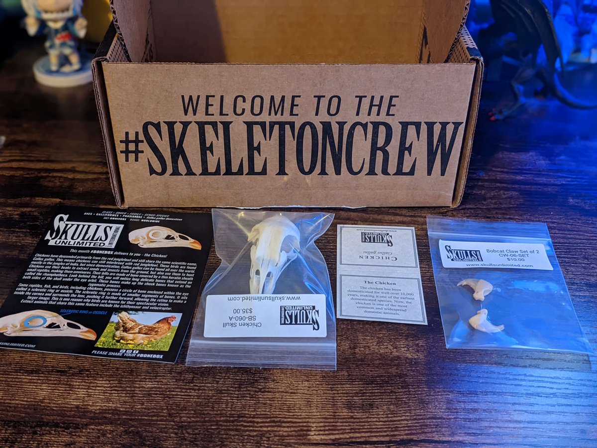 rodokiru's tweet photo. tw: animal bones 

One of my favorite times of the month! My #bonebox came from 
@SkullsUnlimited
 :D 

CHICKEN SKULL and BOBCAT CLAWS this time around! Very cool! 

I love these monthly surprises, if you're into this kinda stuff.. highly recommend! https://t.co/HQ2BEj3LrI