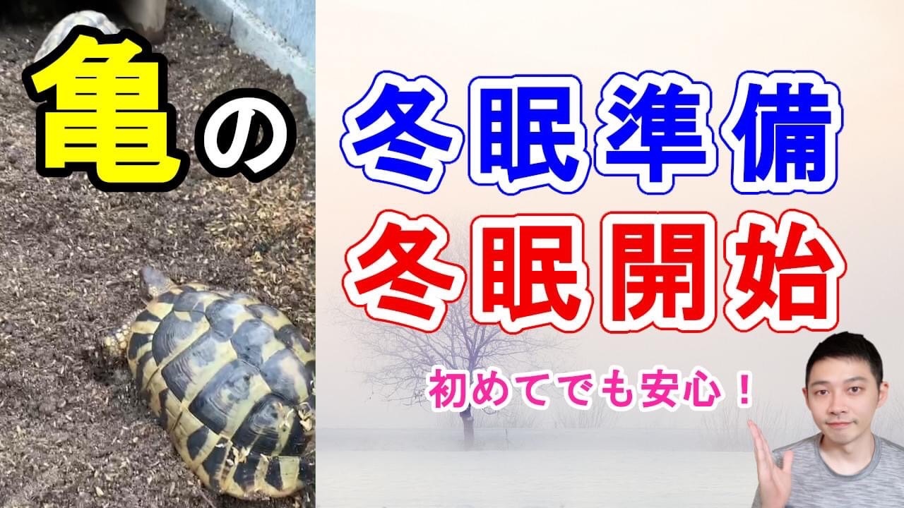 亀の冬眠 Twitter Search Twitter