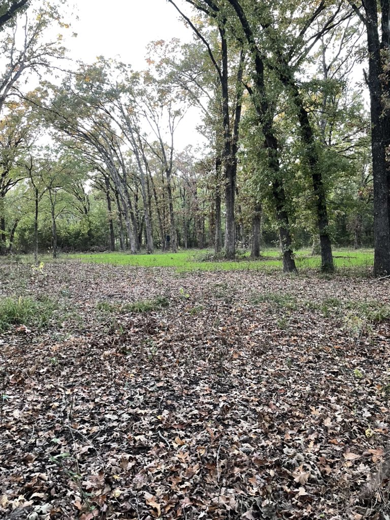 coolhand9999's tweet image. View from the deer stand.