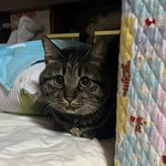 ツイートに含まれる画像