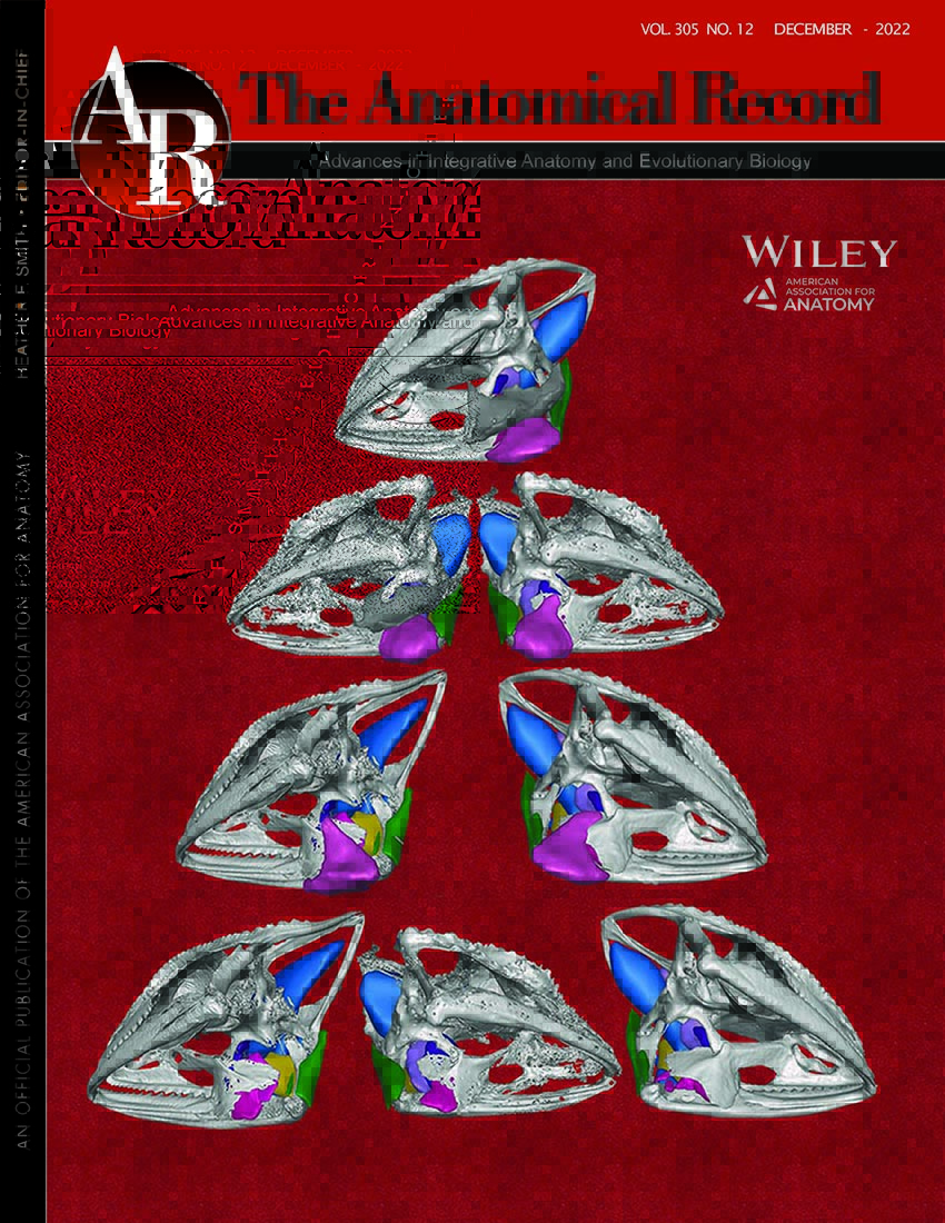 In our December cover article, @SavannahSciArt describes a novel atympanic middle ear system in chameleons. 
Some chameleons hear using their pterygoid bone instead of an eardrum. This has evolved at least 4 times! 
More here: doi.org/10.1002/ar.248…
#chameleon #diceCT #hearing