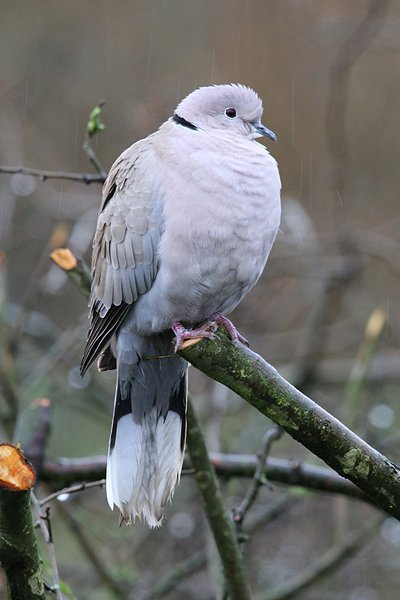 a_london_pigeon's tweet image. Despite its constant cooing, Collared Dove is quite pretty. Photographed in the rain #Staffordshire 
📷  David Emley @DWEmley10 
#repost #February2017