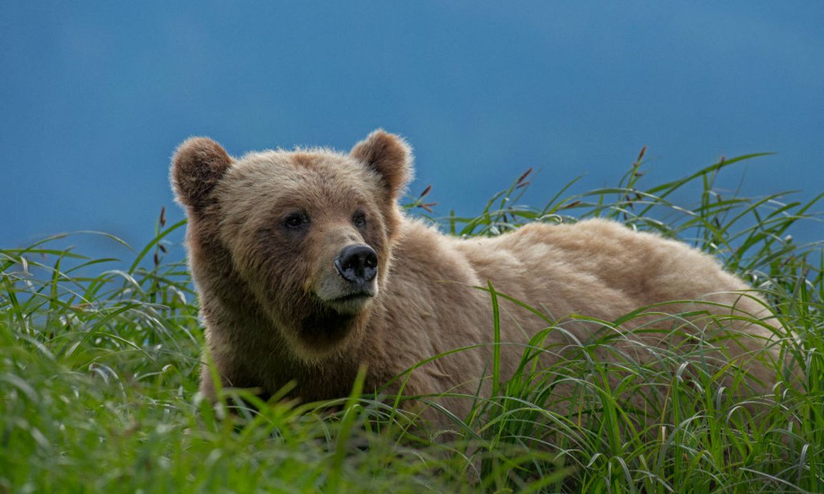 Outsider (@outsider) on Twitter photo Grizzly bears are primed for a MAJOR comeback in the Washington Cascades🤯
Read more about the <a href="/NatlParkService/">National Park Service</a> reintroduction efforts here👇
outsider.com/outdoors/news-… Grizzly bears are primed for a MAJOR comeback in the Washington Cascades🤯
Read more about the <a href="/NatlParkService/">National Park Service</a> reintroduction efforts here👇
outsider.com/outdoors/news-…