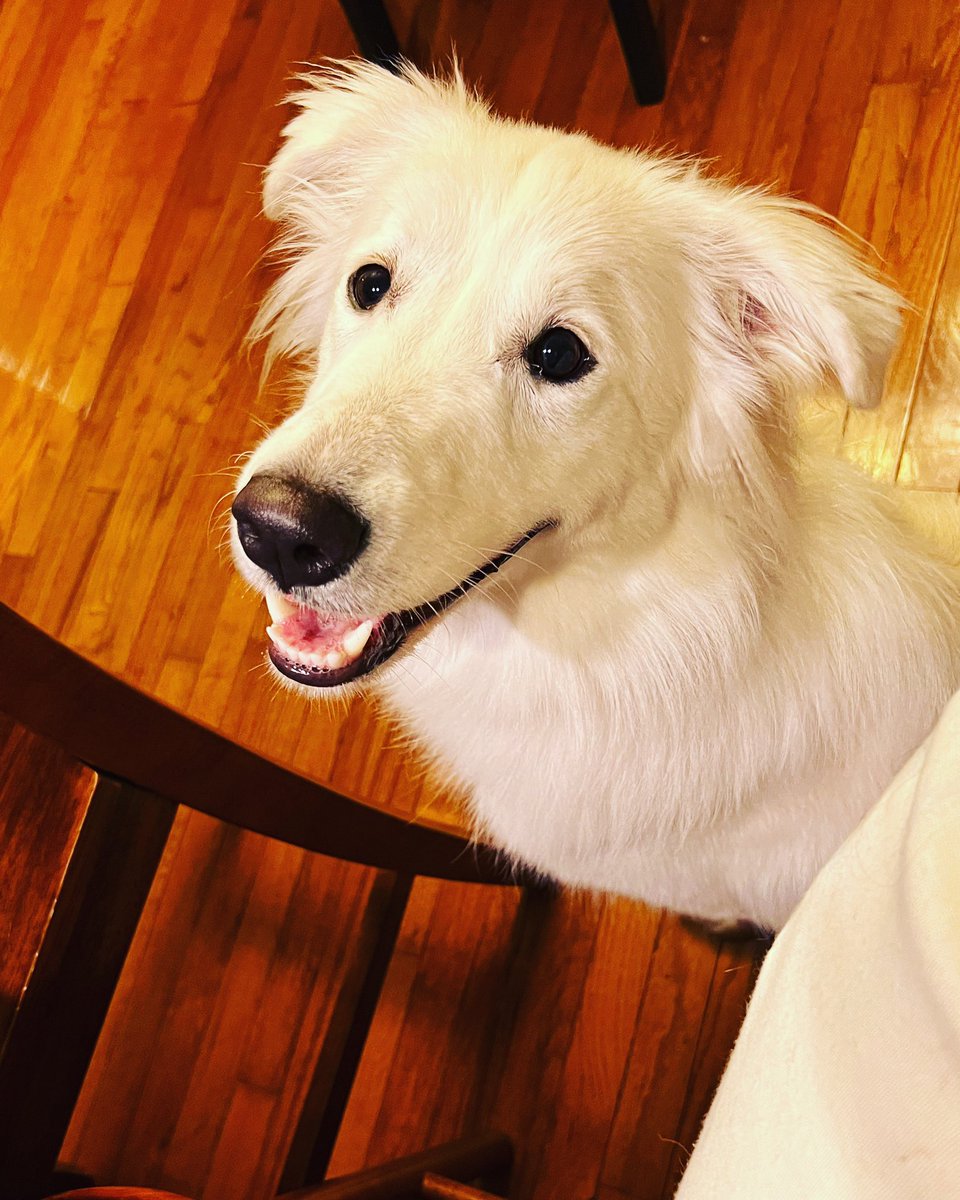 MrsRamsey2000's tweet photo. Meet Leia.  We just met her and we love her! #AdoptDontShop https://t.co/XF7DKPUCUe