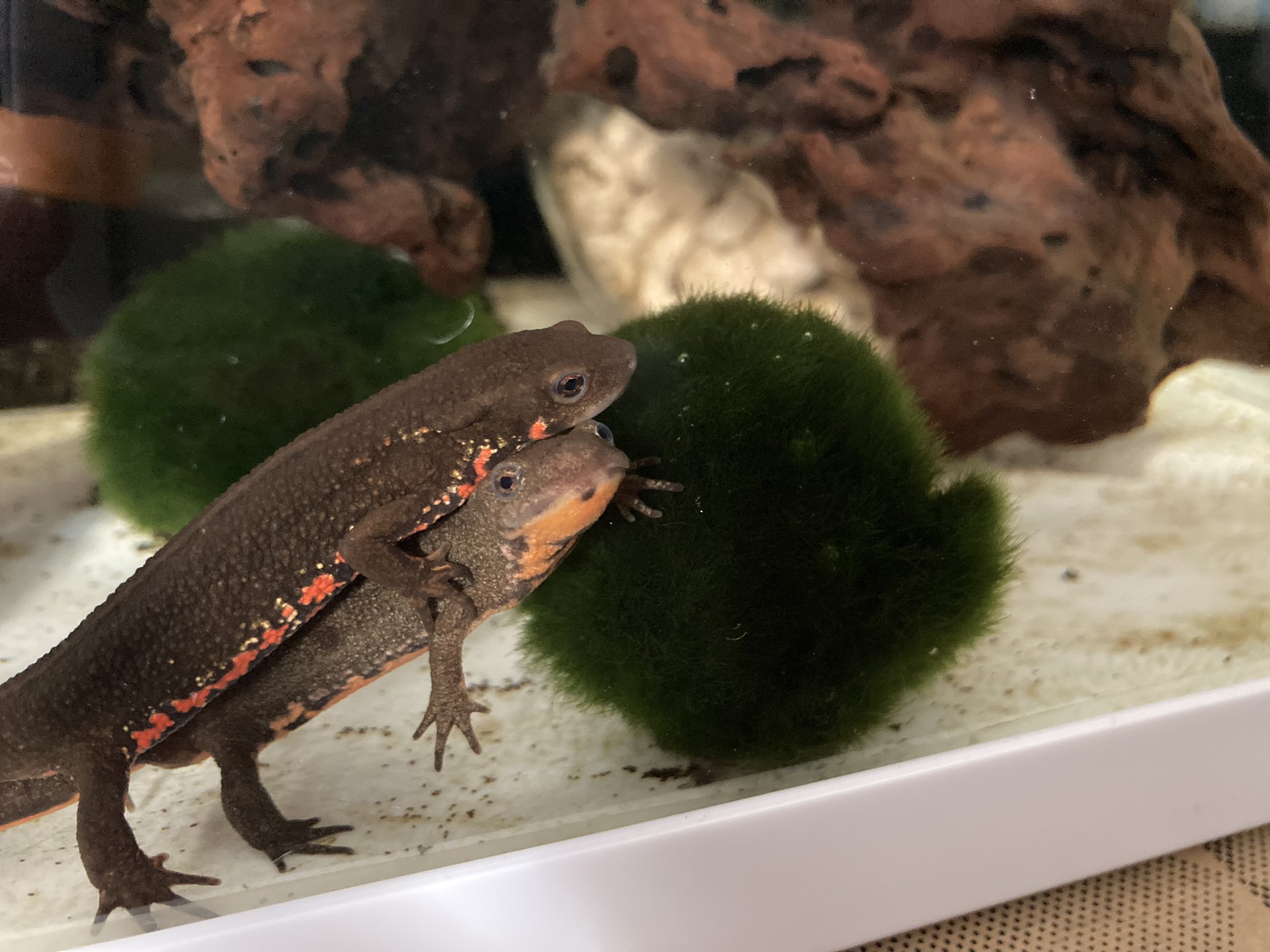 せつ Setsu 0229 Twitter