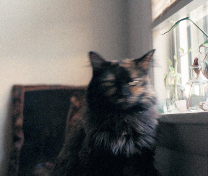 Posted these on instagram but she&rsquo;s just too wonderful not to post again🥺 https://t.co/fVpO9YjU05