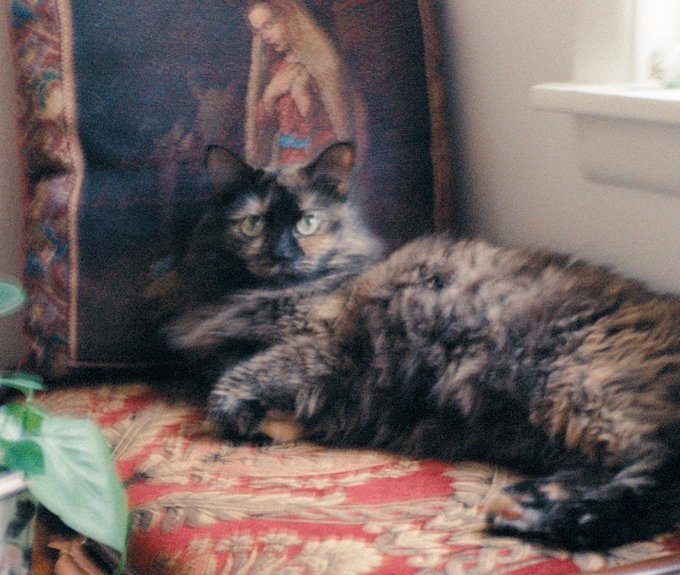 Posted these on instagram but she&rsquo;s just too wonderful not to post again🥺 https://t.co/fVpO9YjU05