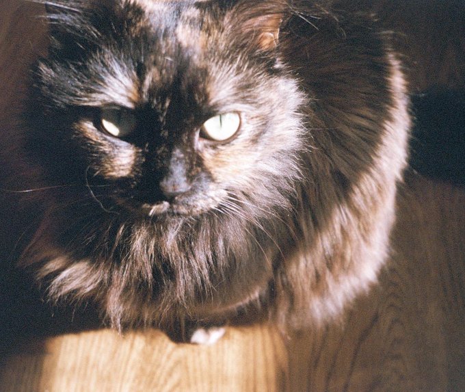 Posted these on instagram but she&rsquo;s just too wonderful not to post again🥺 https://t.co/fVpO9YjU05