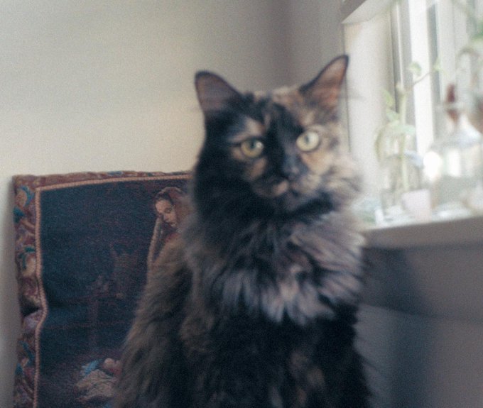 Posted these on instagram but she&rsquo;s just too wonderful not to post again🥺 https://t.co/fVpO9YjU05