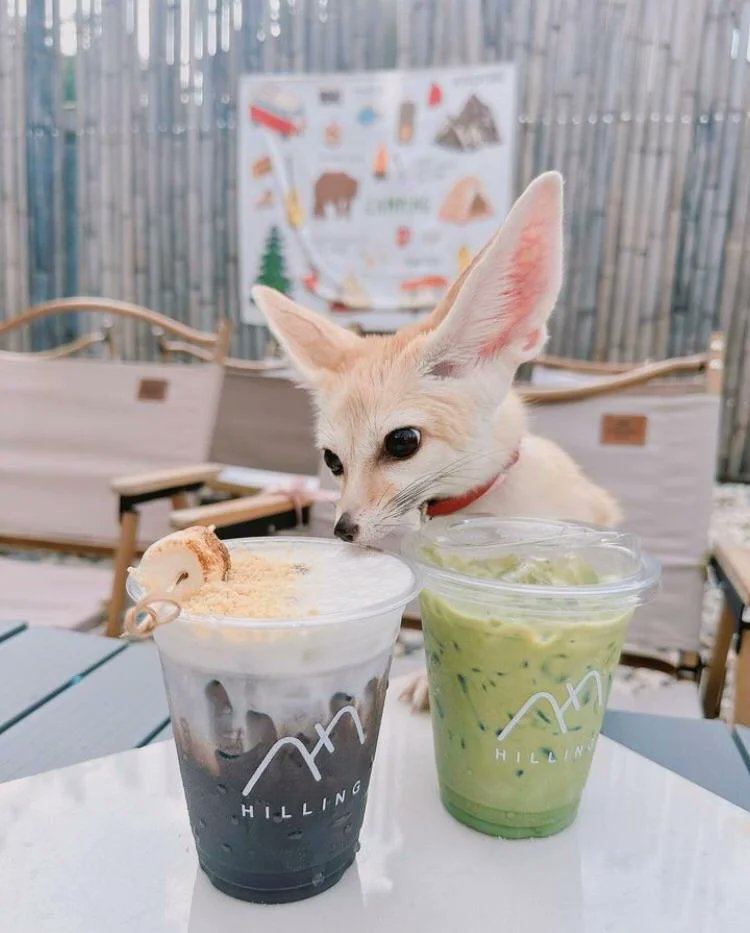 Shake time

#dailyfox