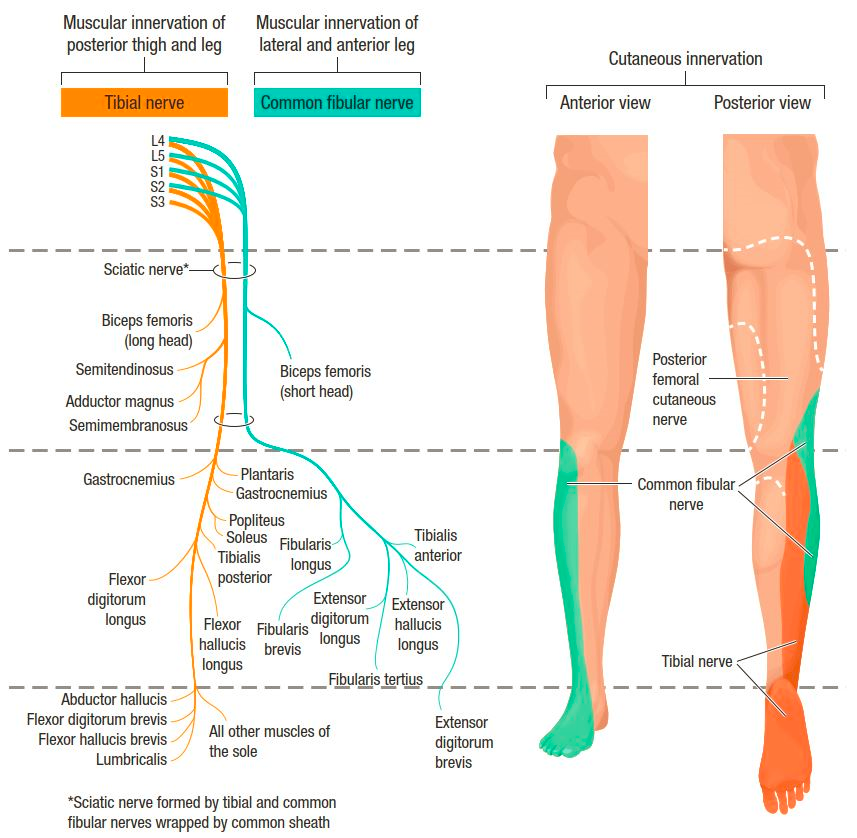 Sciatic Nerve Muscle Innervation Biology Diagrams