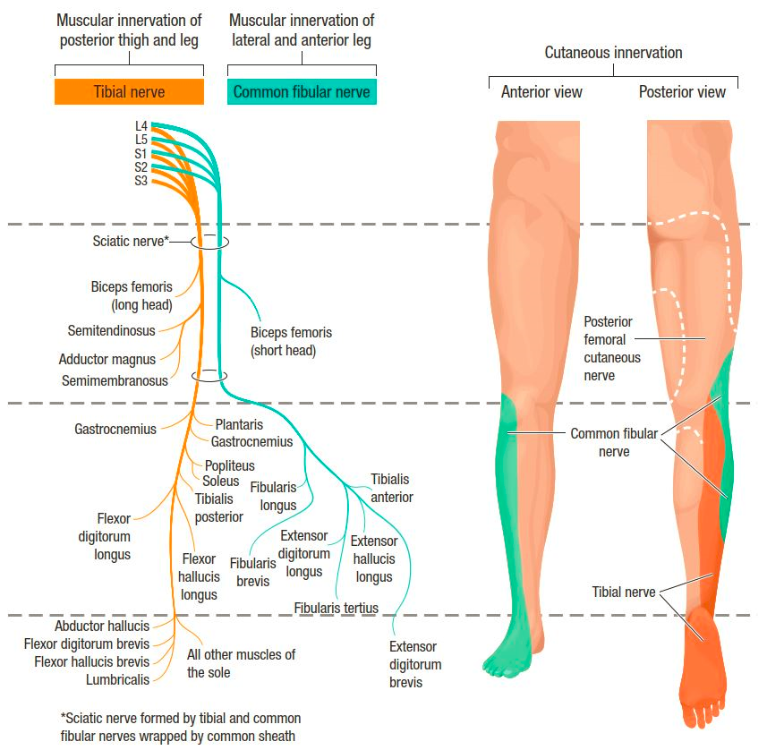 sciatic nerve branches