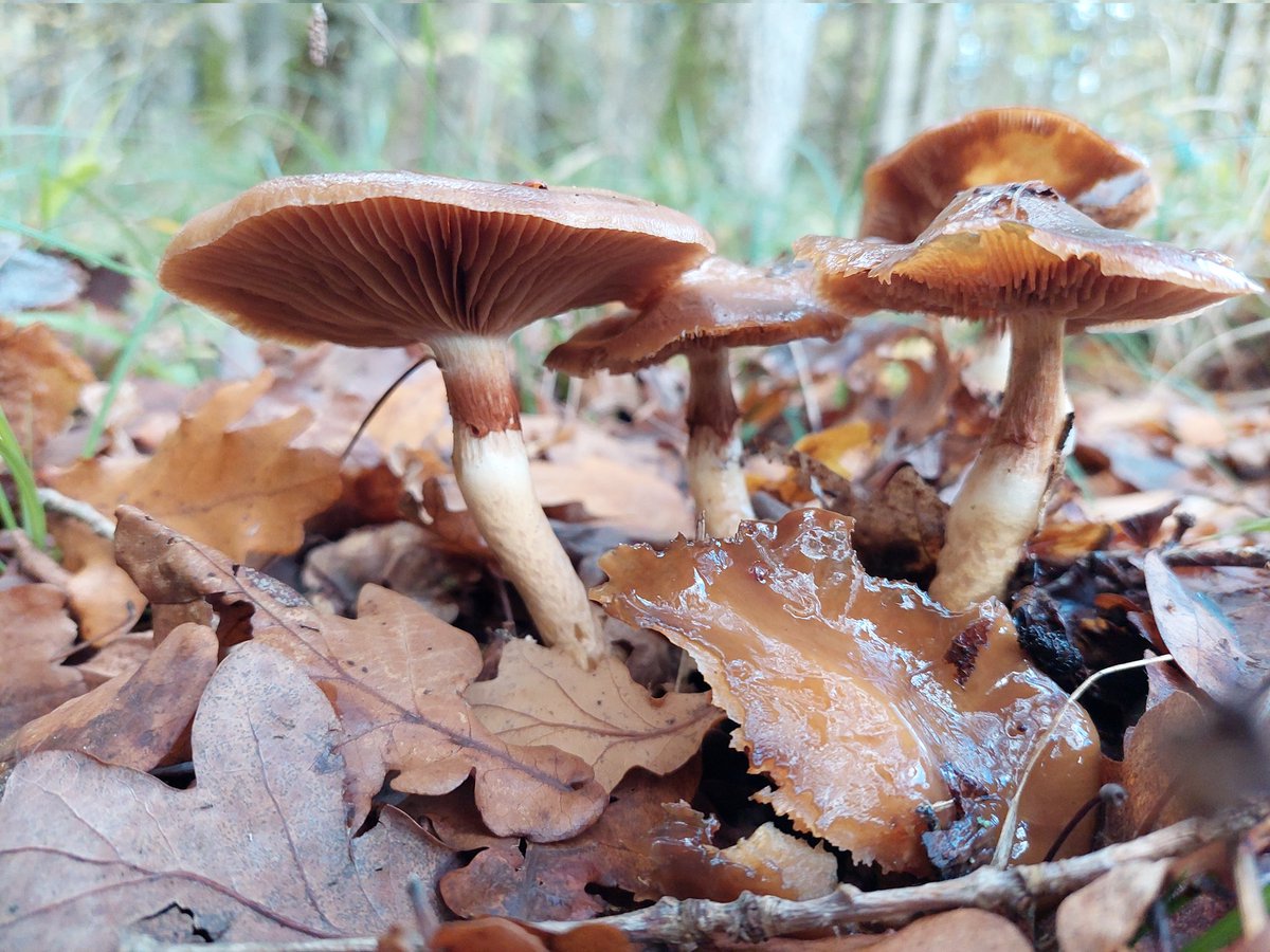 worcspot's tweet photo. Girdled webcap 
Cortinarius trivialis 
Bernwood forest 19.11.22 
I love the corts
#fungi #bbowt#
#forestrycommision
#wildlife #firstnature https://t.co/FANy5iOmmi