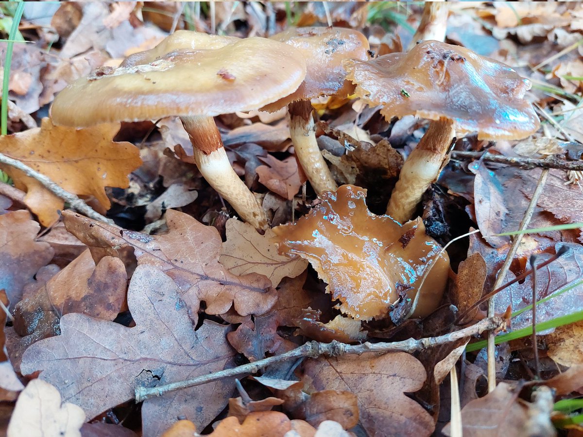 worcspot's tweet photo. Girdled webcap 
Cortinarius trivialis 
Bernwood forest 19.11.22 
I love the corts
#fungi #bbowt#
#forestrycommision
#wildlife #firstnature https://t.co/FANy5iOmmi