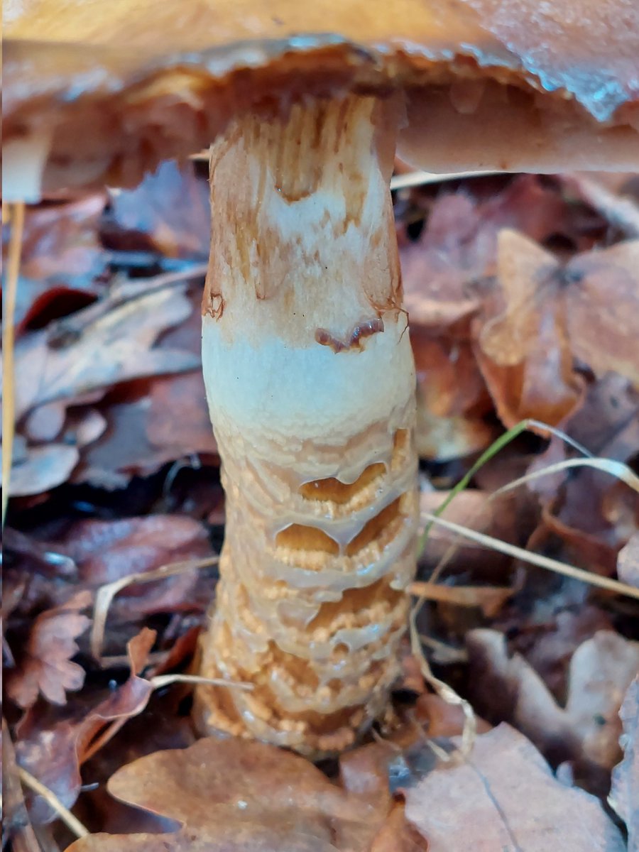 worcspot's tweet photo. Girdled webcap 
Cortinarius trivialis 
Bernwood forest 19.11.22 
I love the corts
#fungi #bbowt#
#forestrycommision
#wildlife #firstnature https://t.co/FANy5iOmmi