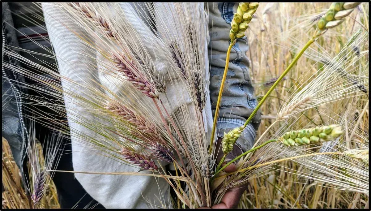 Ethiopia is a rare place where farmers still grow maslins - different grain species sown in the same field or intercropped. 

They were replaced mainly by monocultures globally, but a small group of passionate scientists is hoping to change that. 

More 👉buff.ly/3MtLQ72