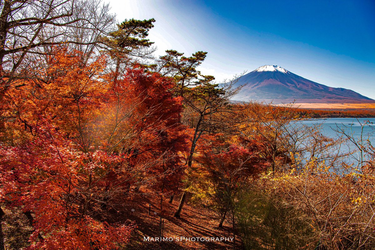 紅葉の赤と青空富士山のコントラスト🍁🗻