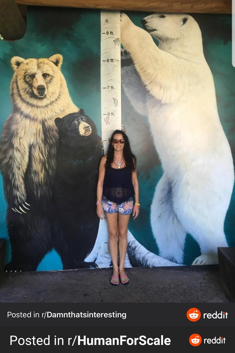 _realityrundown's tweet photo. Bear compared to average person https://t.co/zdanyodkL7