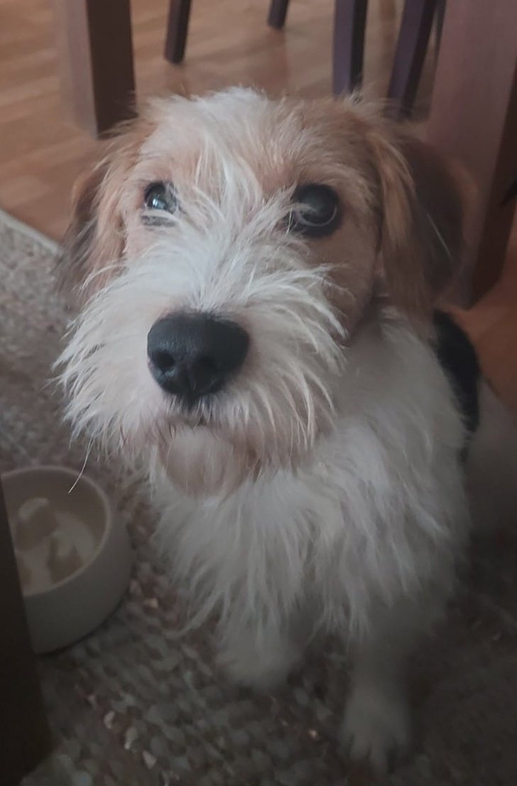 Met spoed zoek ik een gastgezin voor deze JR reu van 1 jaar. Het gaat niet goed met de al aanwezige reu in huis en het gaat steeds vaker mis tussen de 2. 

Wie wil en kan dit JR reutje voor mij opvangen zodat ik rustig op zoek kan naar een nieuwe eigenaar? 

RT = ♥️