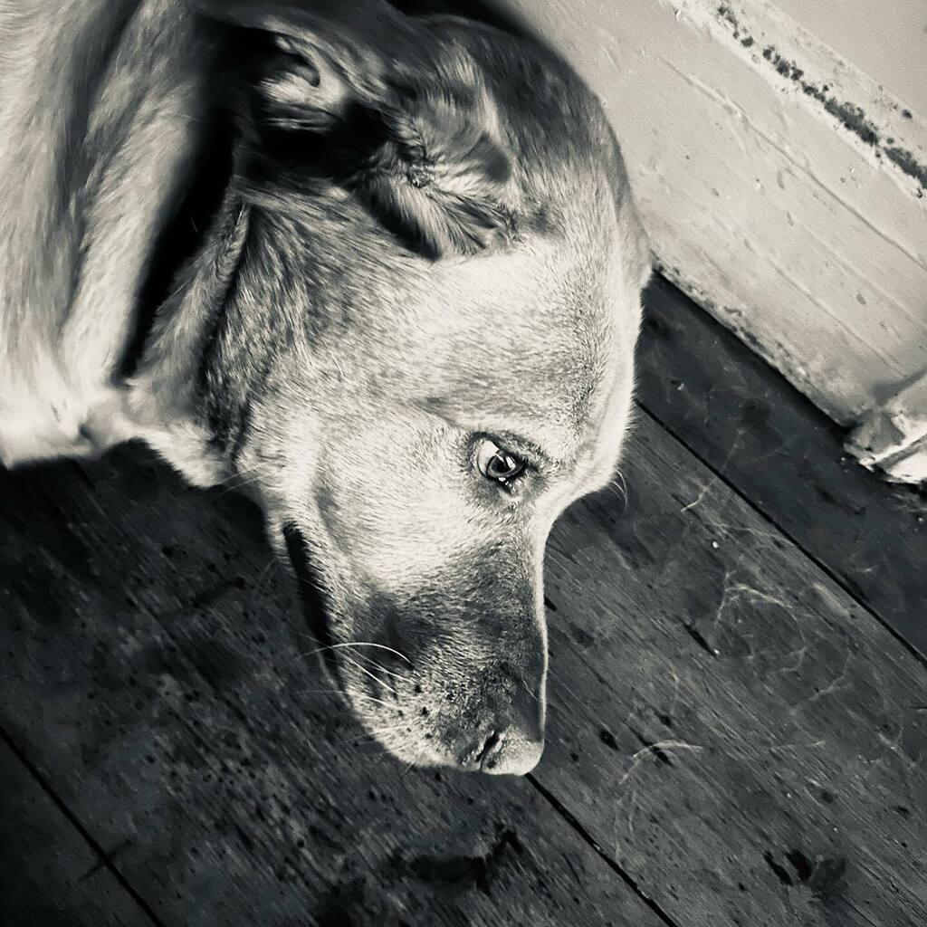 adrianrtan's tweet photo. A lot of character…
#instacool #instagood #instadaily #instalike #picoftheday #photooftheday #bestoftheday #igers #dogs #cute #eyes #instagood #dogs_of_instagram #pets #animals #petstagram #petsagram #dogsitting #photooftheday #dogsofinstagram #insta… https://t.co/m5ArlkaGZv https://t.co/oQlypLAEyd