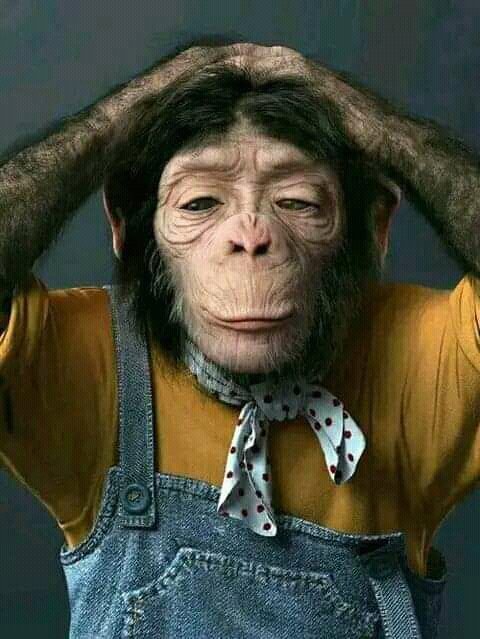 JonathanTonymas's tweet photo. @joseph_fash Another man down, help help help https://t.co/S8QLlMhhWB